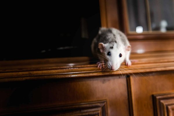 Les astuces pour lutter contre les rats et souris